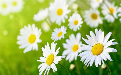 Văn bản số 2411/SGDĐT-KTKĐ, ngày 22/4/2024 của Sở Giáo dục và đào tạo Thành phố Hồ Chí Minh về việc Hướng dẫn tuyển sinh lớp 10 THPT Chuyên năm học 2024 - 2025 và văn bản số 2412/SGDĐT-KTKĐ, ngày 22/4/2024 của Sở Giáo dục và đào tạo Thành phố Hồ Chí Minh về việc Hướng dẫn tuyển sinh lớp 10 các trường tuyển sinh chương trình dạy và học các môn Tích hợp năm học 2024 - 2025.