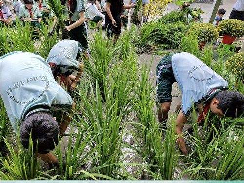 Chuyên đề: “Cây lúa và nghề nông”