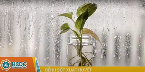 Điều trị sốt xuất huyết tại nhà