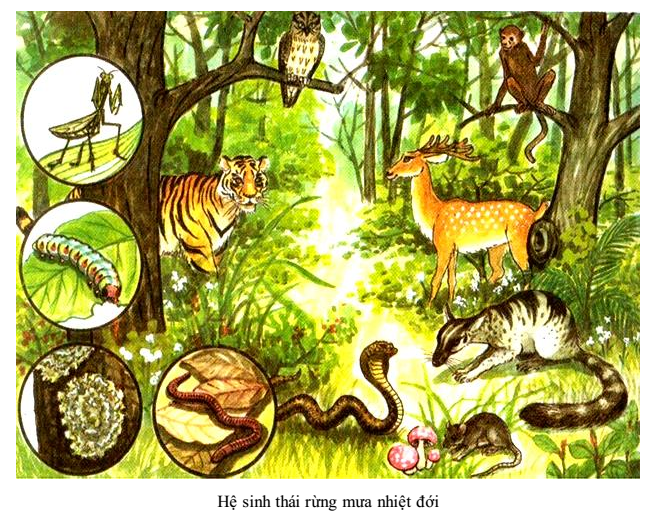 Bài 44. Hệ sinh thái
