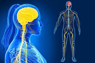 Bài 37. Hệ thần kinh và các giác quan ở người