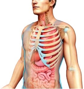 Bài 30. Khái quát về cơ thể người