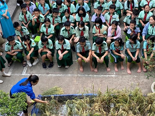 Tiết học trải nghiệm gặt lúa và bắt cá năm học 2024-2025